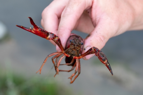 A biologist holds a red swamp crayfish as it holds its claws out