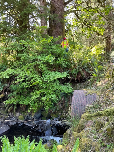 A forested and green side view of creek water flowing out of a large, corrugated metal culvert. A person wearing a bright safety vest stands above the culvert among the vegetation.