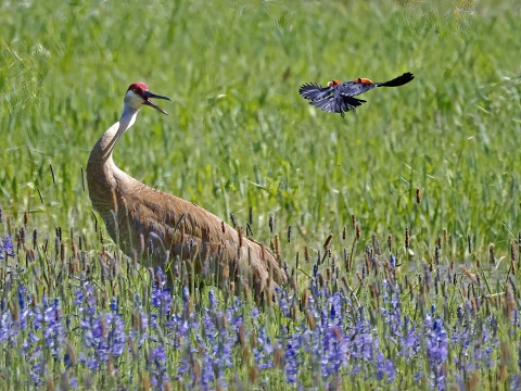 Sandhill Crane being harassed by a red-winged blackbird