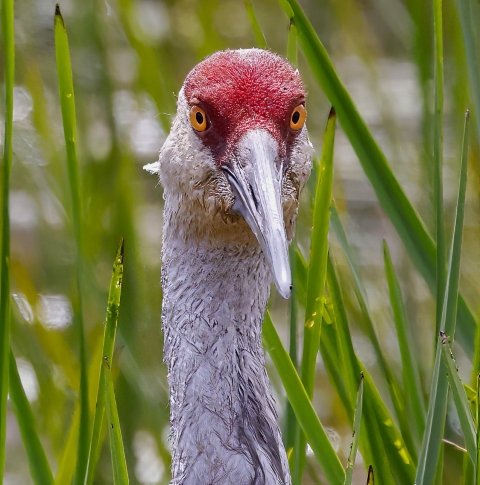 Close-up photo of the head of a sandhill crane