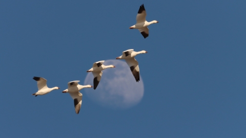  A group of five snow geese fly high in the sky, with the moon in the background.