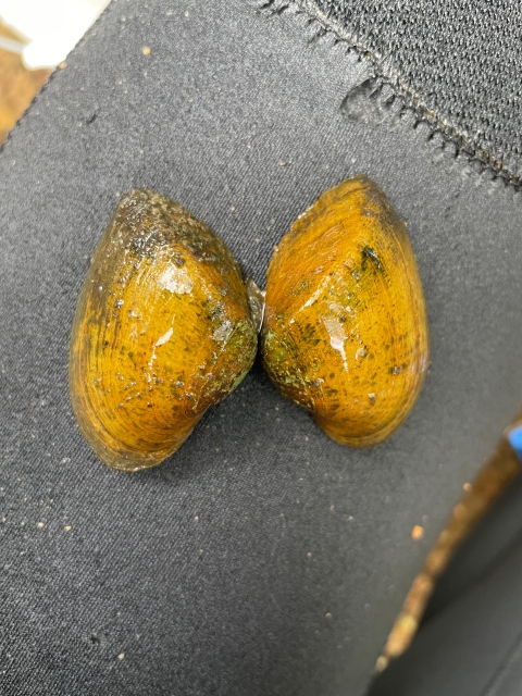 Two snuffbox mussels side by side