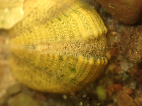 A female snuffbox mussel siphoning water at the surface of the substrate