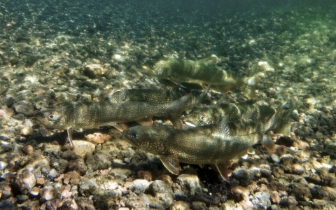 Three lake trout swimming above a clean, rocky lake bottom