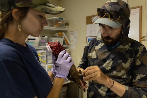 Laysan duck with hood on head