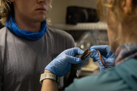 Gavage feeding of endangered Laysan ducks