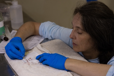 Testing Laysan duck blood clotting times