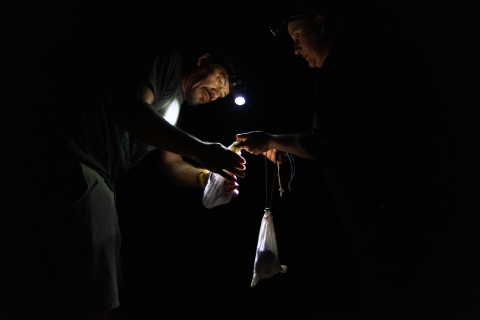 Processing captured common myna birds