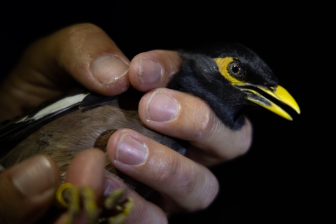 Inspection of a captured common myna bird