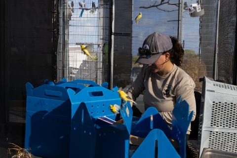 Release of captured canaries