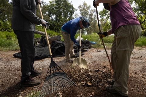 Team raking and collecting fallen seeds