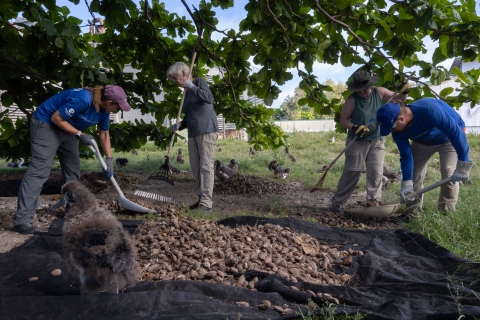 Collecting seeds from fallen false kamani tree