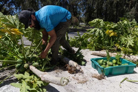 Team member cutting down papaya trees