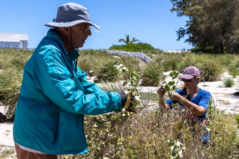  Members collecting seeds from popolo plant