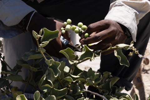Member collecting seeds from a popolo plant