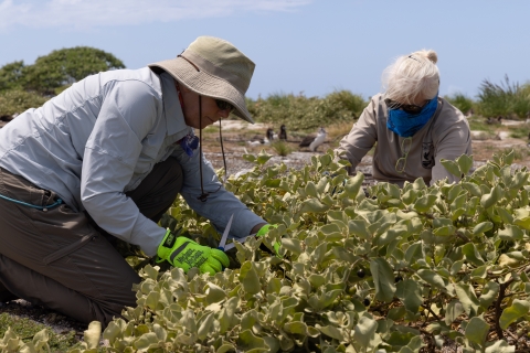 Members collecting seeds from a pōpolo plant