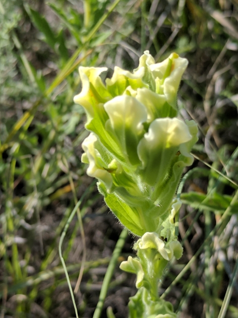 Close up of a single green bract with yellow tips