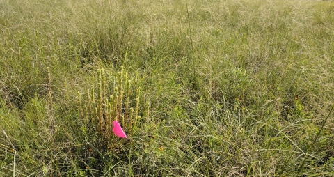 In a grassy field, a pink flag designates the location of a swale paintbrush.