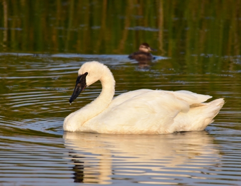 A trumpeter swan swims solo.