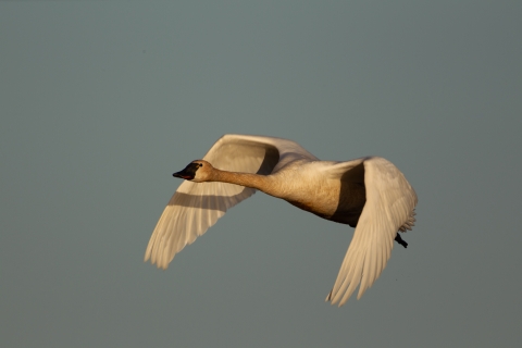 Tundra swan in flight on a clear day.