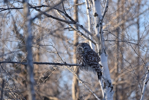 Barred Owl resting with its eyes closed in a tree, perched right next to the white papery trunk. No leaves on any of the trees within the background with the light blue winter sky seen through tree trunks and branches.