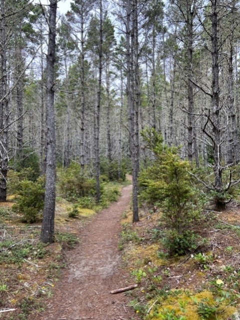 Natural surface trail meanders through a forest. 