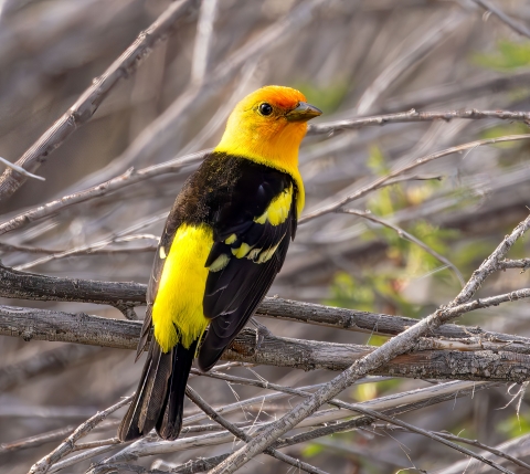 Male western tanager