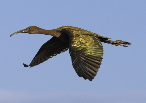 A white-faced ibis flying