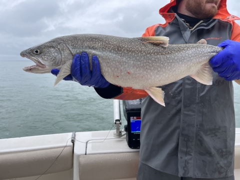 A biologist holding a wild lake trout while aboard a boat on Lake Ontario.