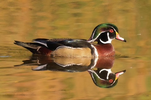 Wood duck sitting on water