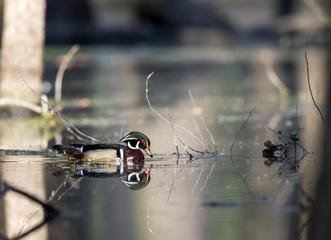 A wood duck drake on a wooded wetland