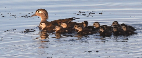 Female wood duck and ducklings