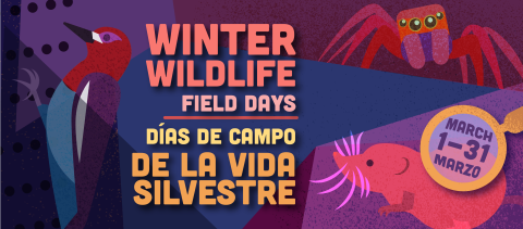 Colorful graphic of a sapsucker woodpecker, jumping spider and vole and the text "Winter Wildlife Field Days, Dias de Campo de la vida silvestre."