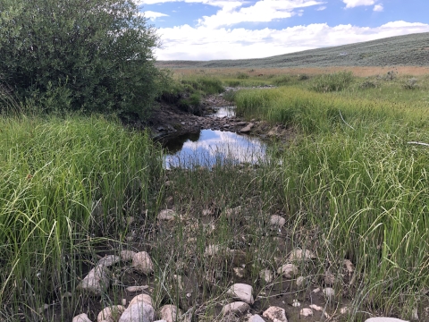 rocks service to slow water drainage in an ephemeral creek with tall grasses around the creek
