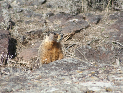 Photo of a yellow-bellied marmot peeking over some rocks