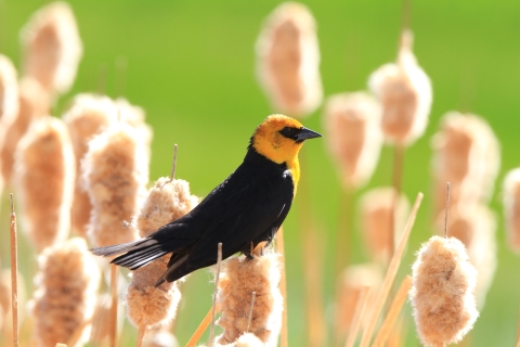 A black bird with a yellow head perches in a field of cattails