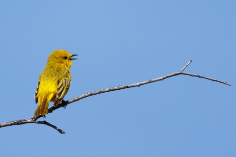 A yellow warbler perched on a branch