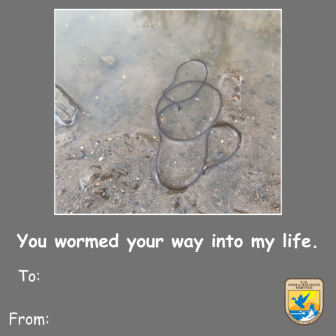 Graphic of a gray Valentine’s Day card with an image of a long horsehair worm. Text beneath that reads “you wormed your way into my life.” A space for “to and from.” Graphic of the U.S. Fish and Wildlife Service logo on the bottom right corner. 