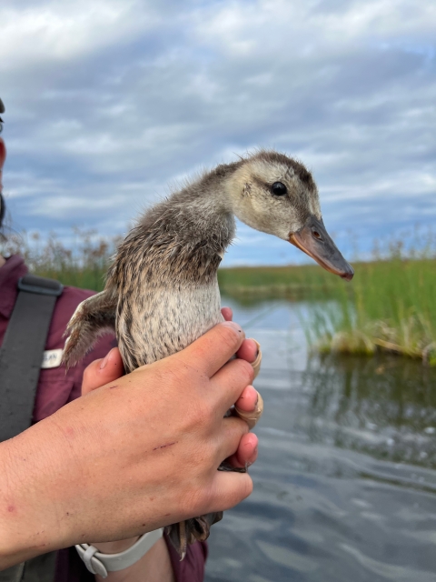 A young mallard held by a biologist