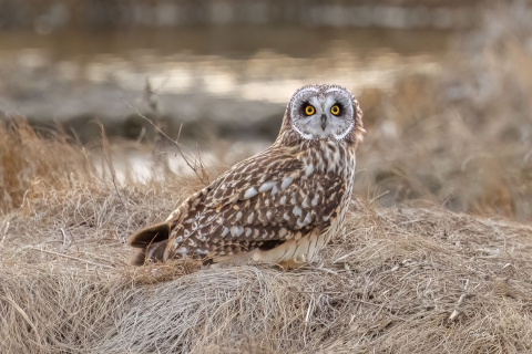 Image of short eared owl on ground