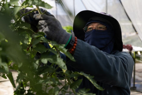 Cutting down the last remaining tomato plants from the hydroponics garden