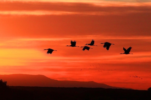 Migratory Birds flying in front of a colorful orange sunset.