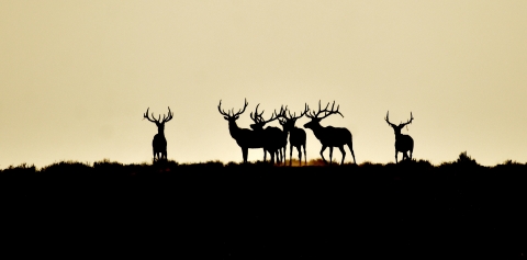 Herd of elk standing on top of hill