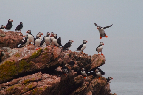 Gathering of Puffins on brown rock