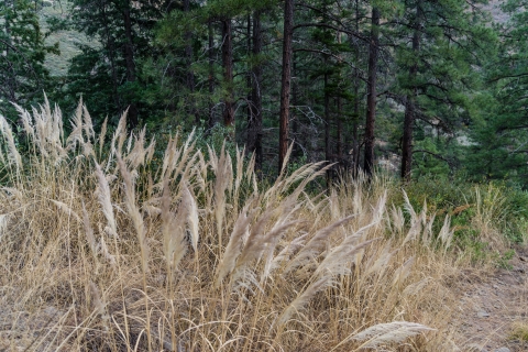 Tall grass in the foreground with green trees in the background