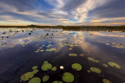 A marsh with sparse green lily pads reflecting a colorful sky near dusk