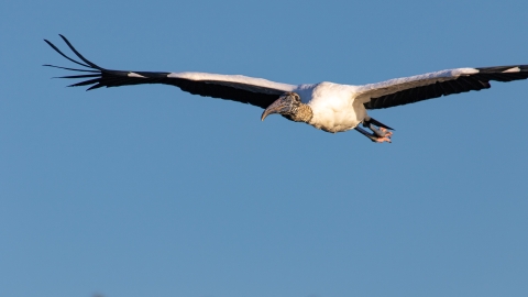 Wood Stork in flight