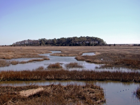 Wetlands at Eastern Shore Virginia National Wildlife Refuge