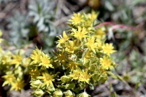 Webber's ivesia has small yellow flowers