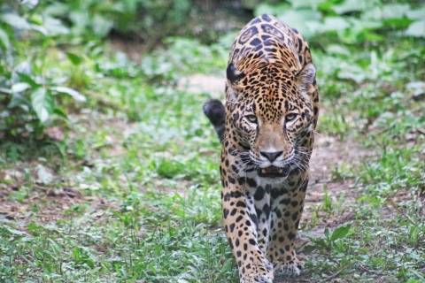 A jaguar at the Belize Zoo